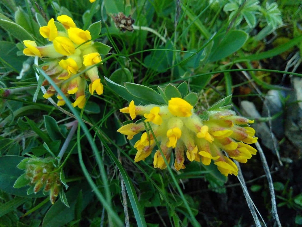 Lotus cytisoides 6