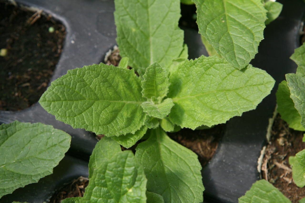Calceolaria 16