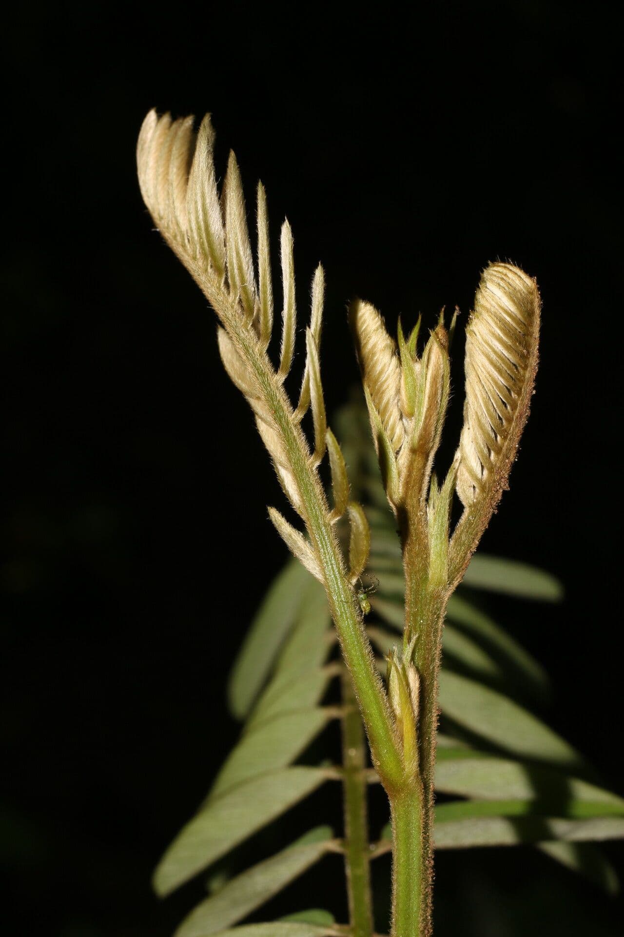 Tephrosia