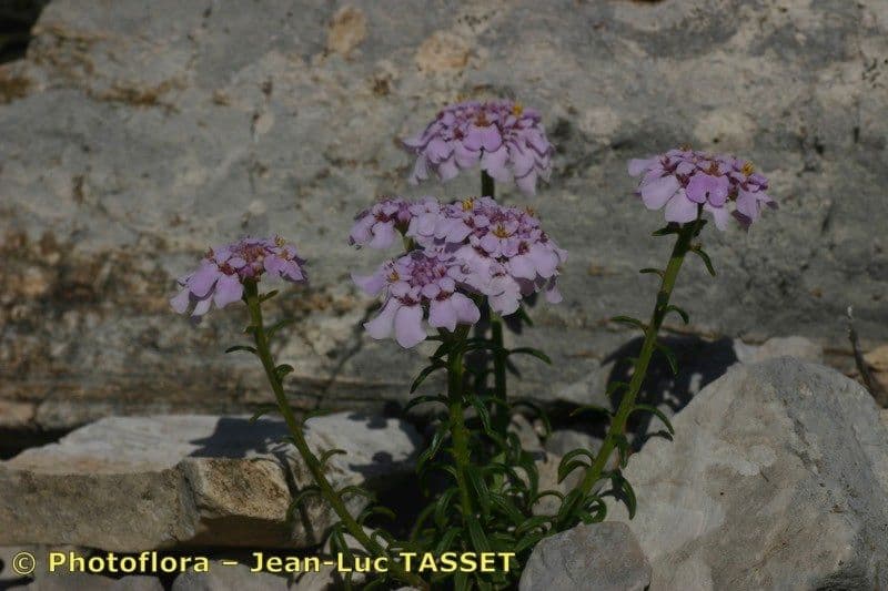Iberis di Auronsa 8