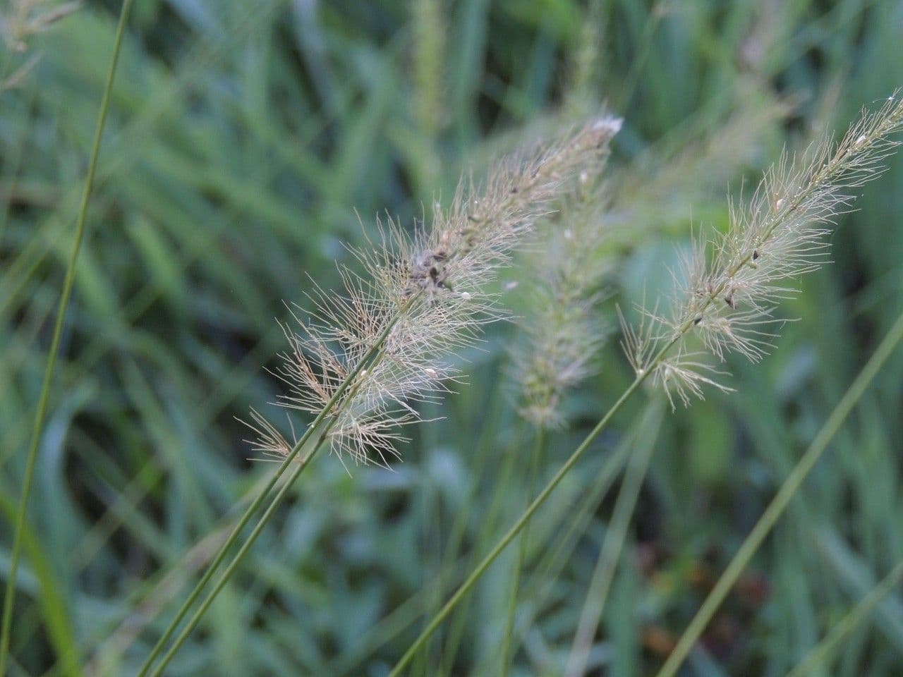 Setaria 2