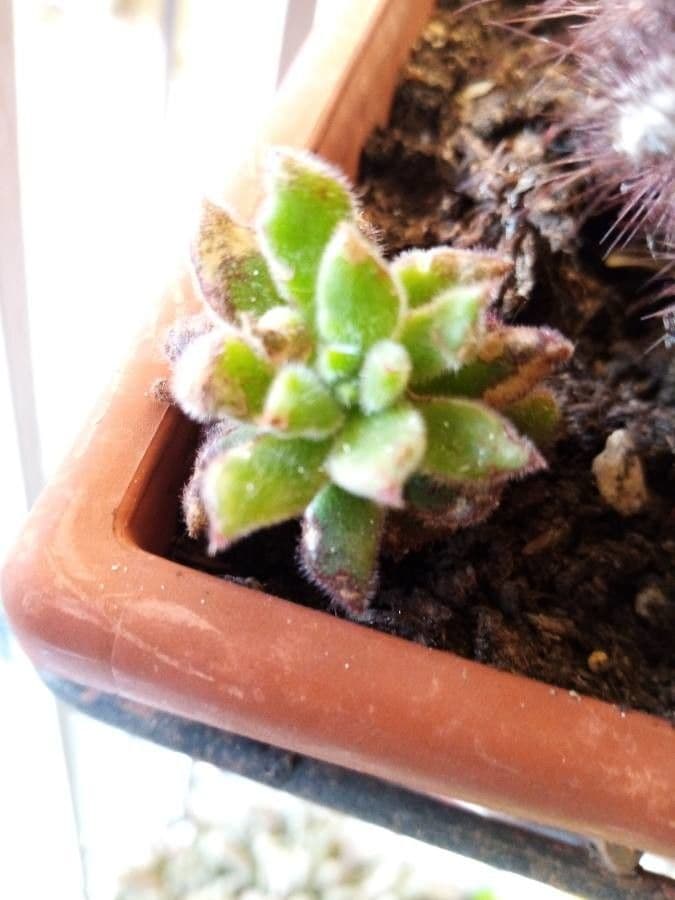 Echeveria 8