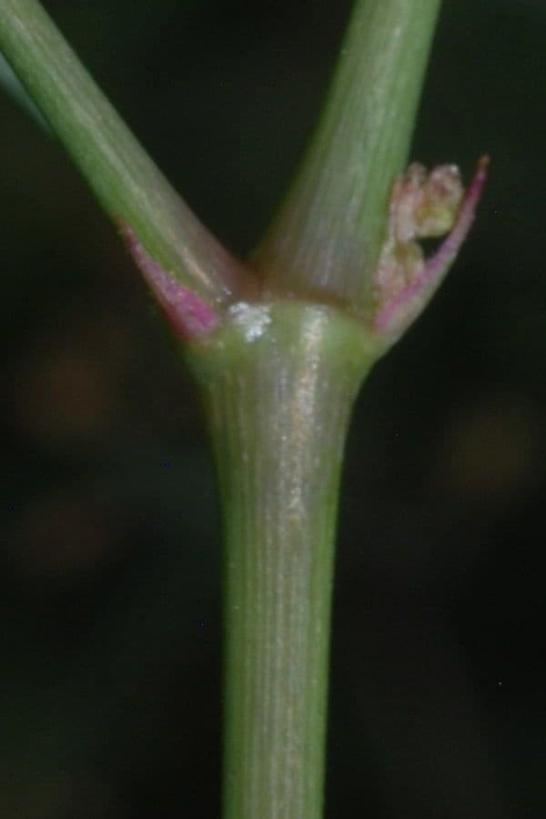 Boerhavia erecta 23