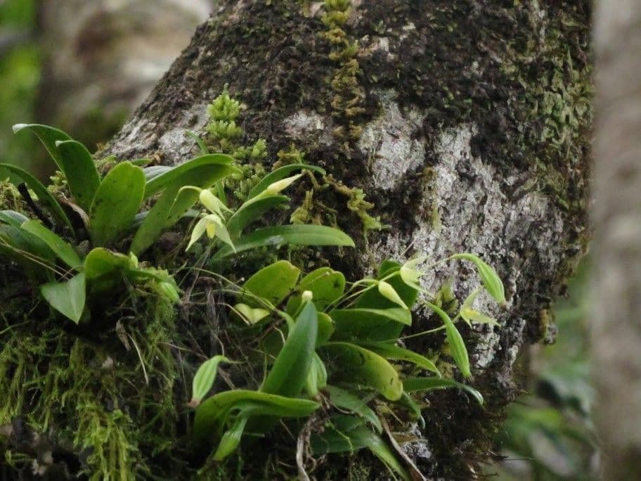 Bulbophyllum 10