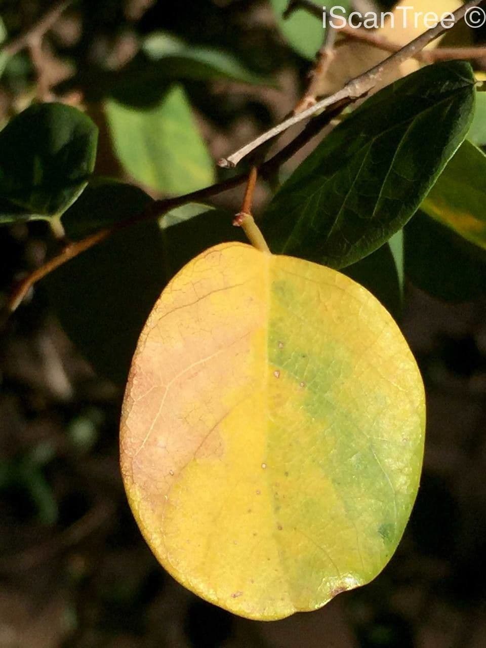 Pseudolachnostylis