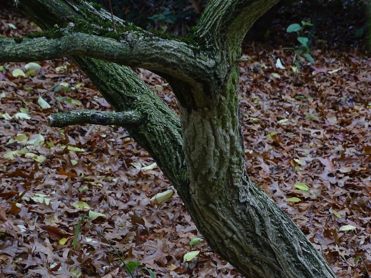 Euonymus maackii 16
