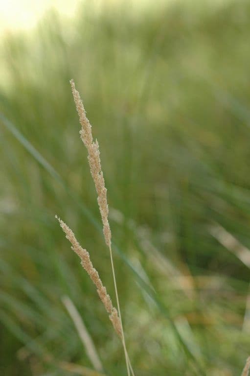 Herbe 3
