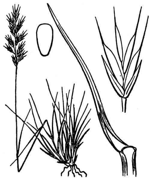 Festuca alpina