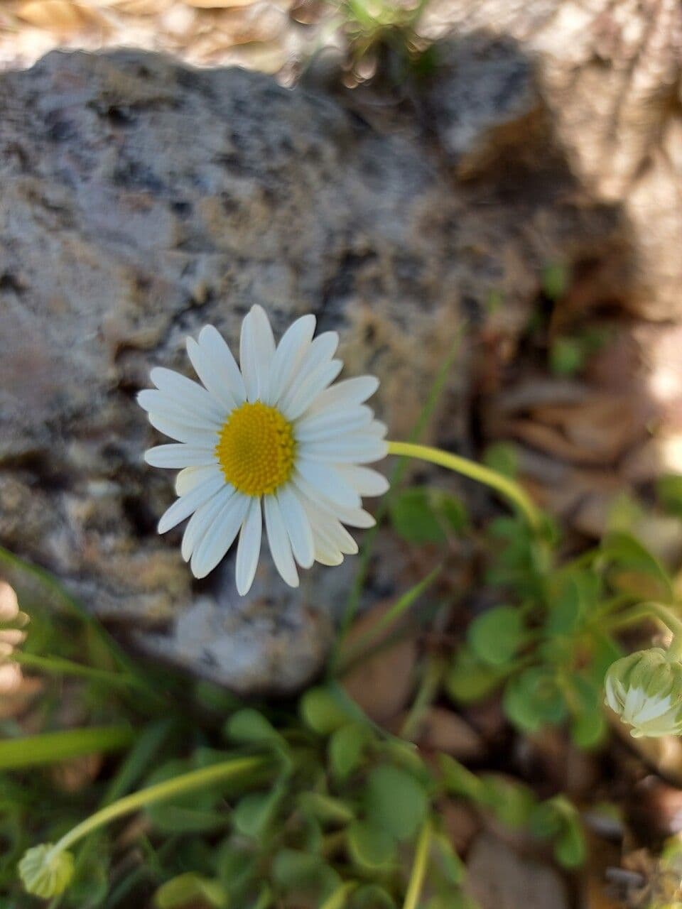 Dickblättriges Gänseblümchen 2