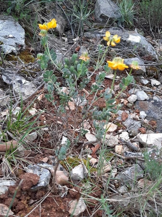 Petite coronille 14