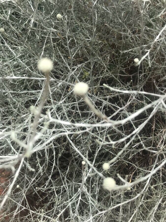 Buisson coussin 7