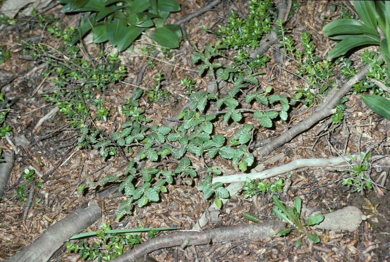 Nothofagus 15