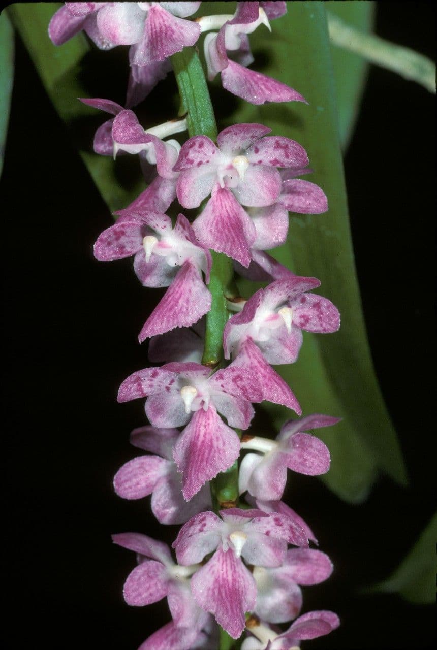 Aerides