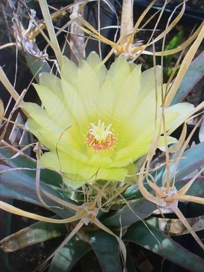 Cactus 3