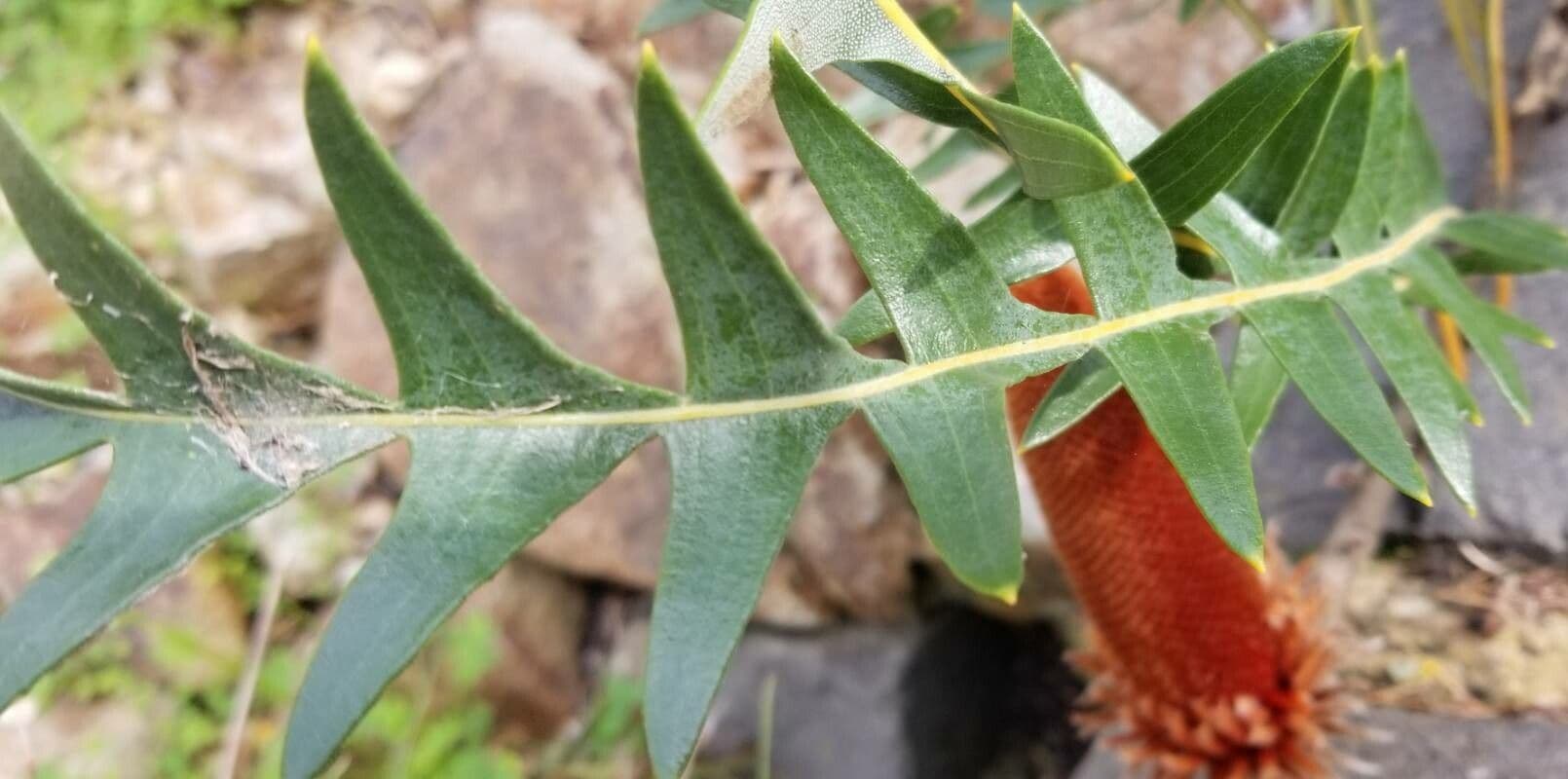 Banksia 7