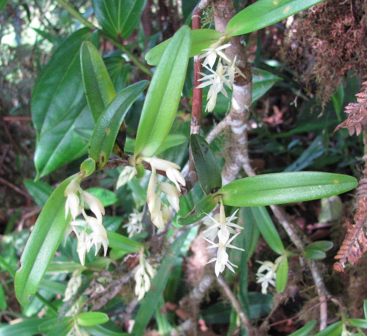 Epidendrum