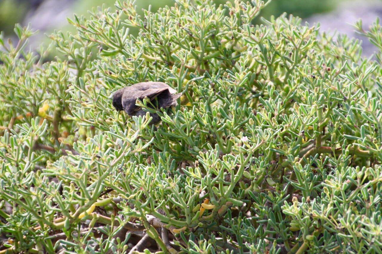 Galapagos karpeć 2