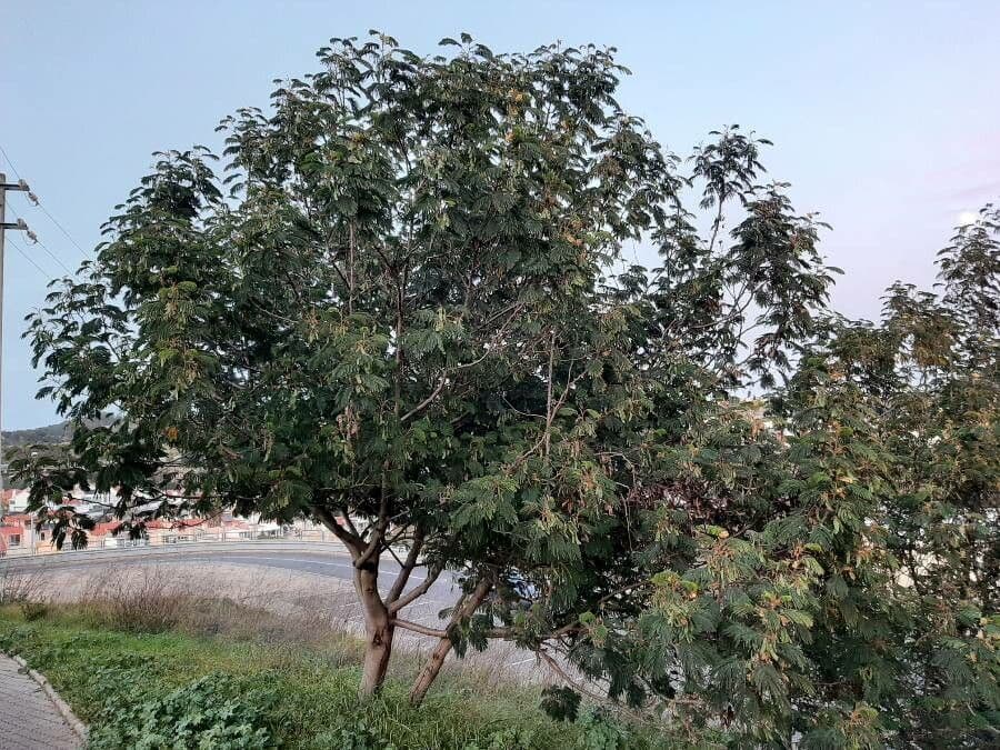 Albizia australiana 13