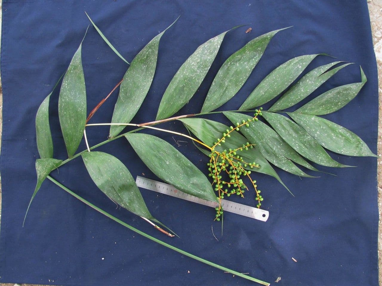 Chamaedorea 3