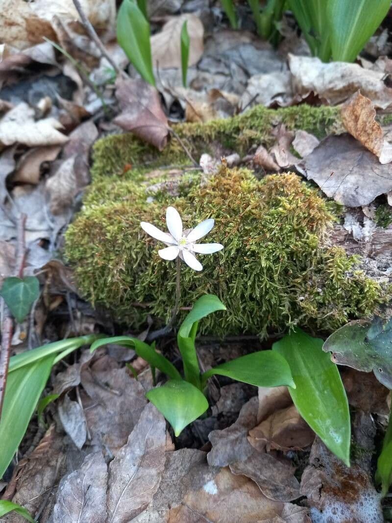 Coptis trifolié 5