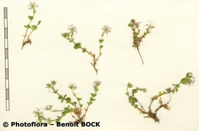 Arenaria ciliata 18