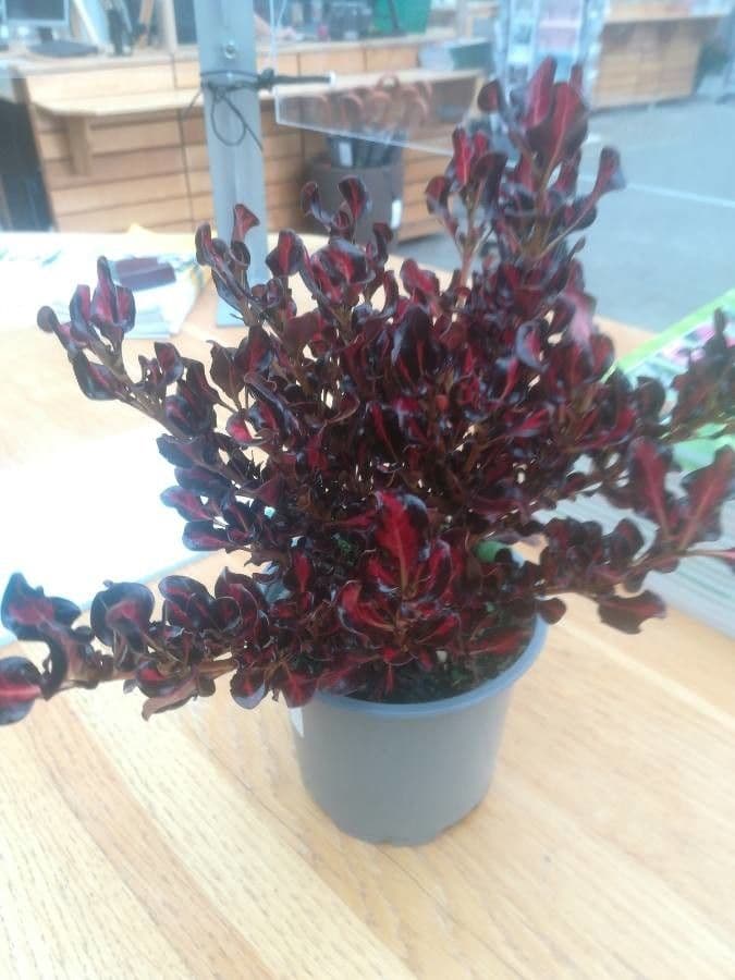 Coprosma plazivá 7