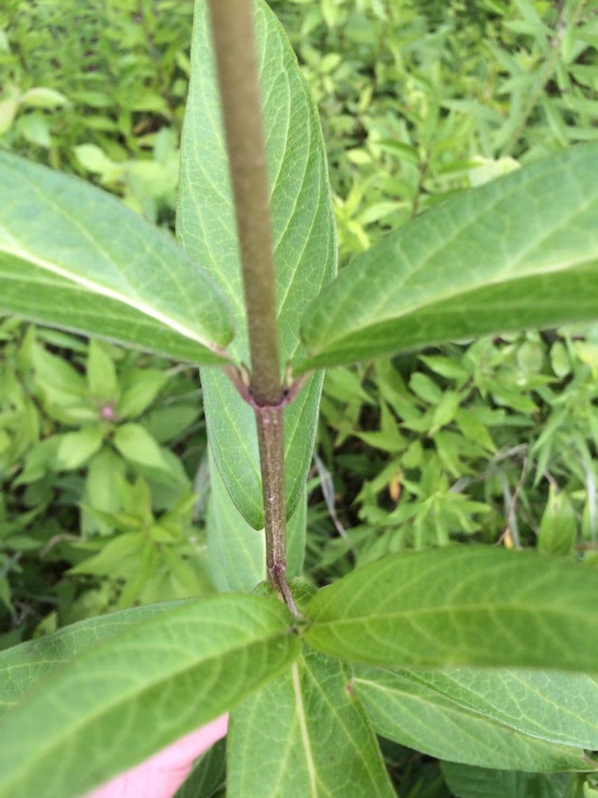 Asclepiade incarnata 22