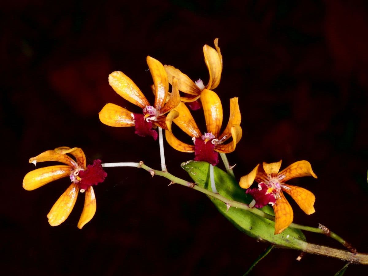 Dendrobium 6