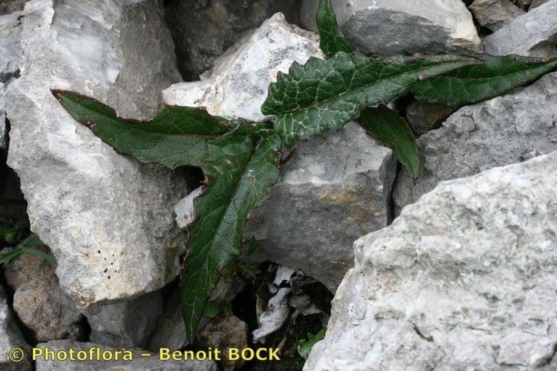 Saussurea discolor 20