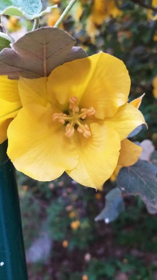 Fremontodendron 5