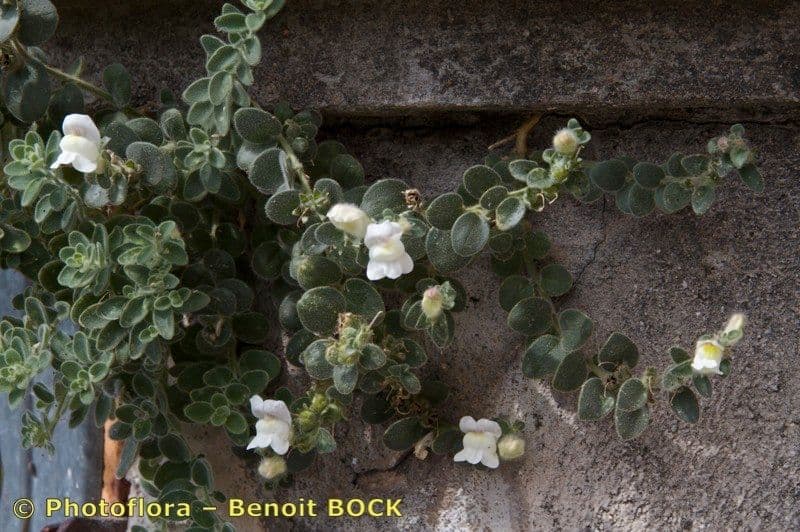 Antirrhinum molle 8