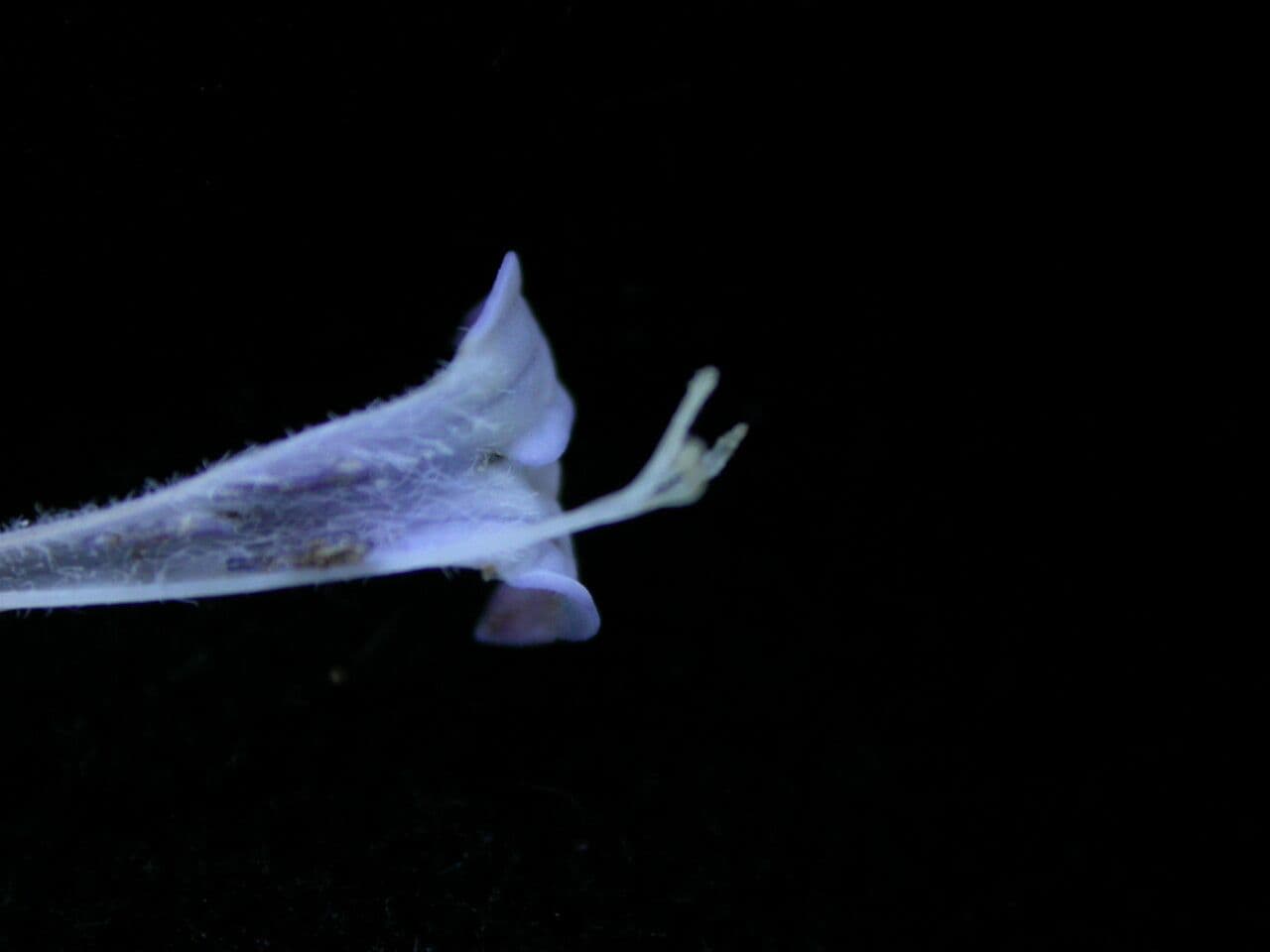 Spermadictyon