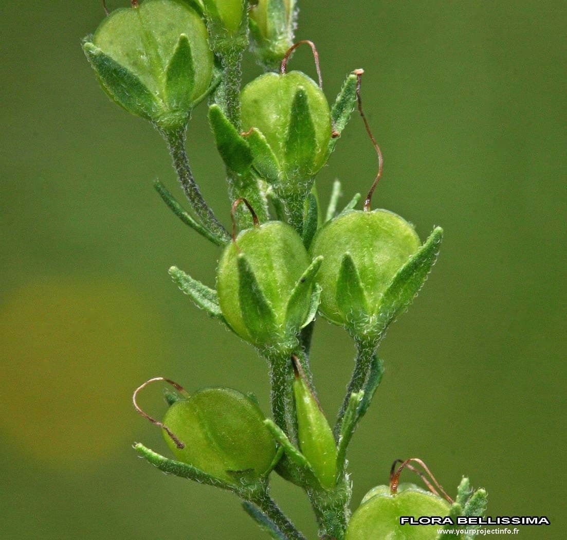 Veronica prostrata 2