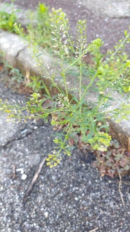Lepidio ruderale 20