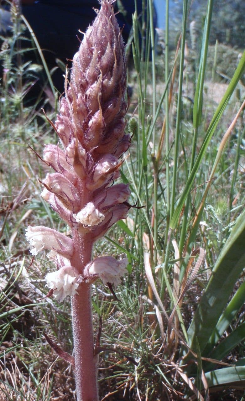 Orobanche amethystea 15