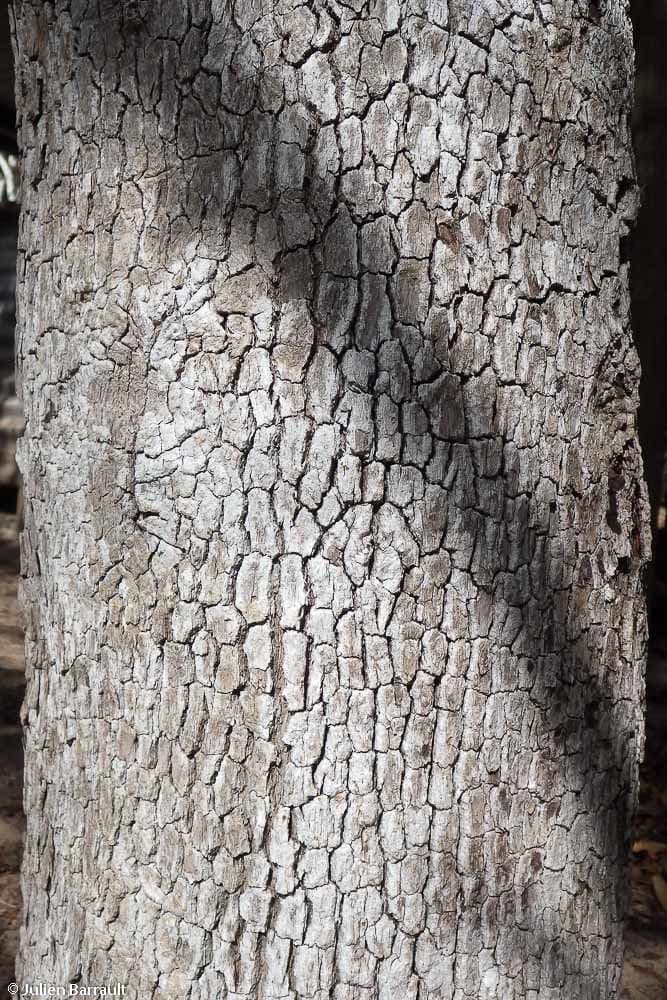 Pleurostylia 9