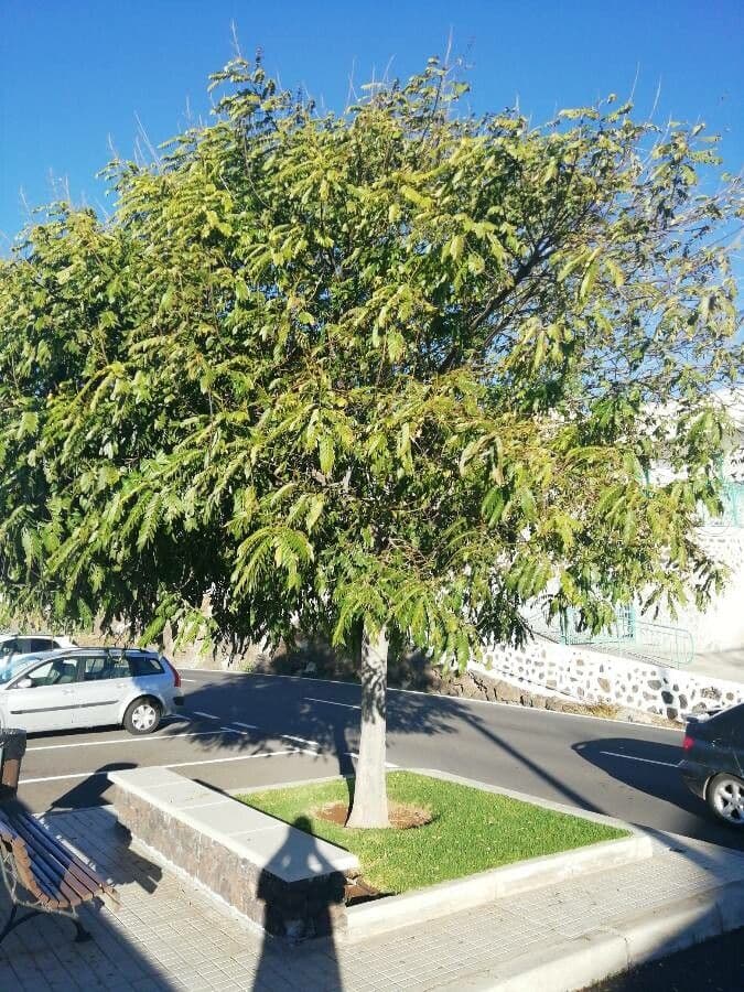 Cassia spectabilis 10