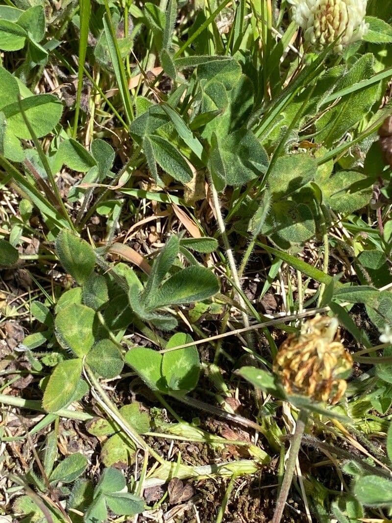 Sulphur clover 18