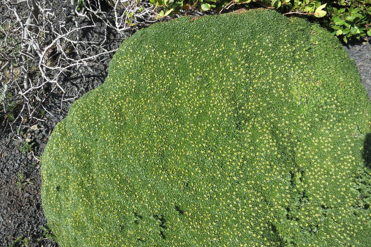 Azorella monanta 12