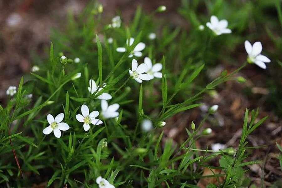Moehringia 2