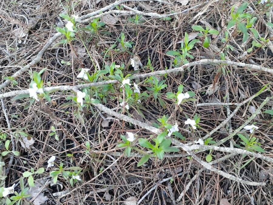 Violette arborescente 7