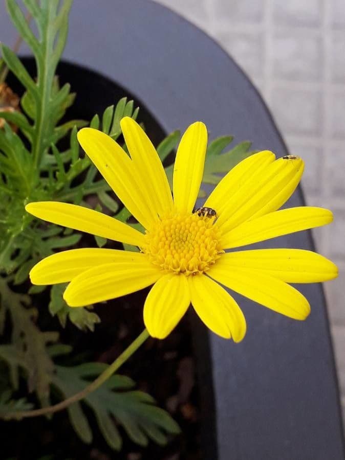 Euryops 6