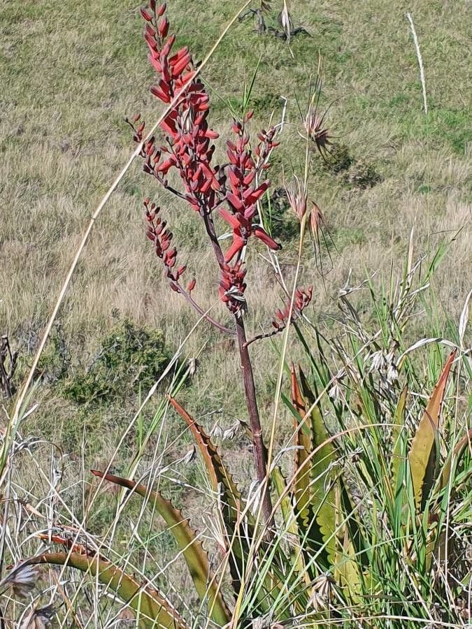 Aloe
