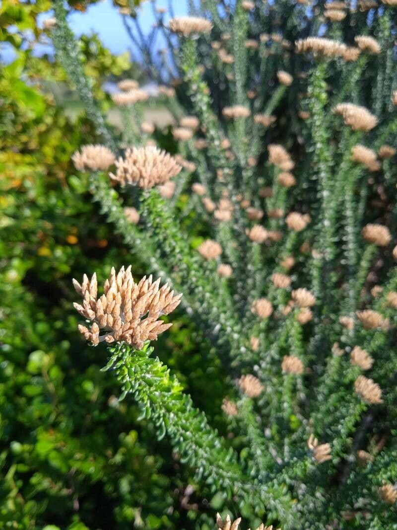 Ozothamnus 6