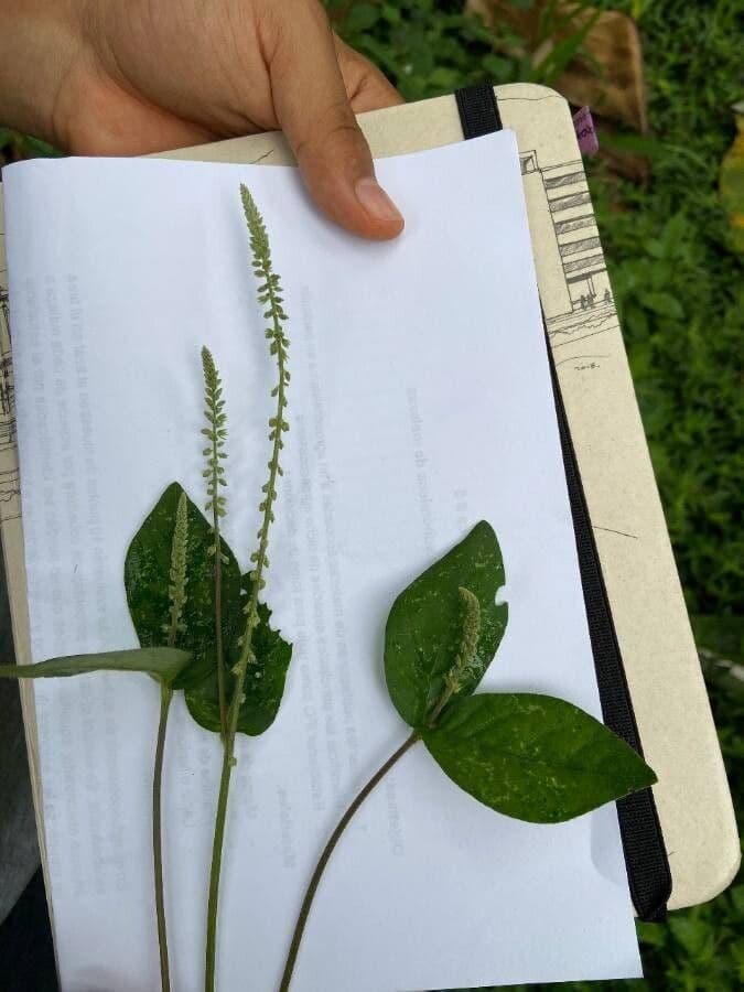 Cyathula prostrata 2