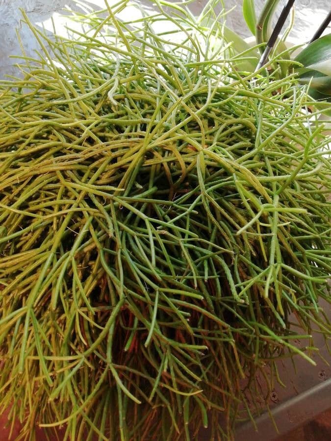 Cactus vischio 23