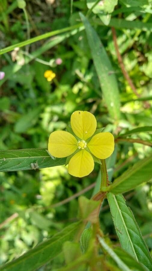 Ludwigia alternifolia 10