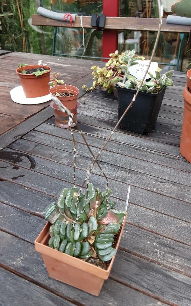 Haworthia