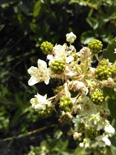 Berg-Brombeere