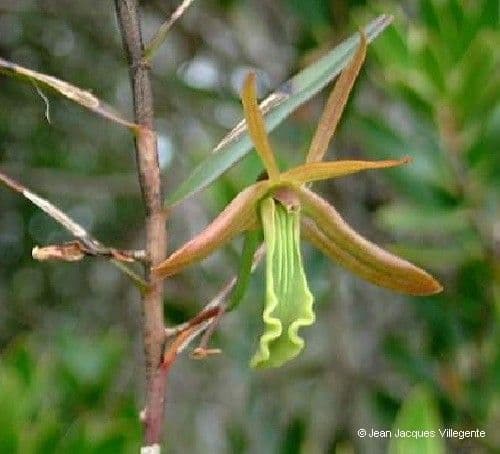 Dendrobium 3